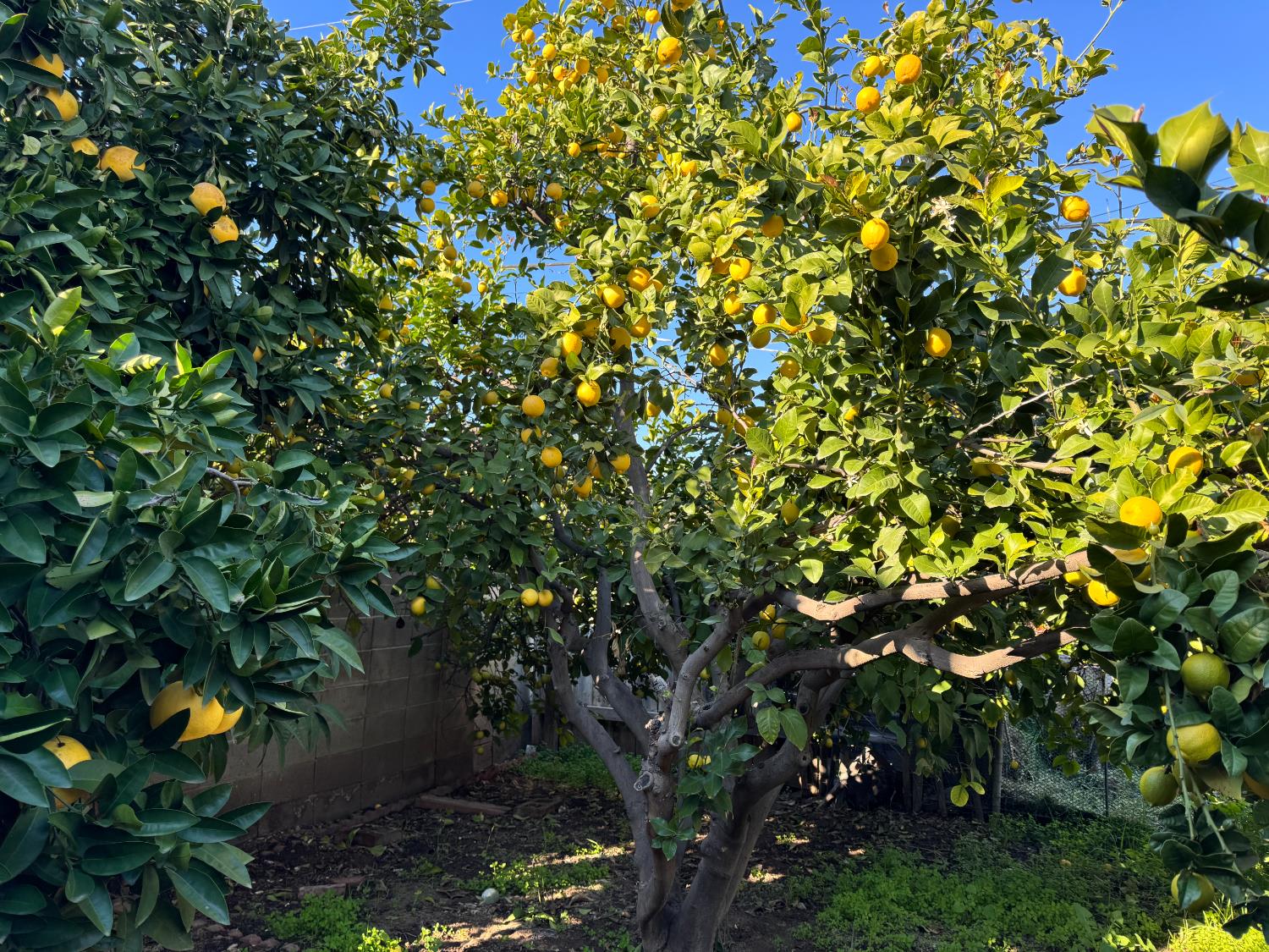 1128 W Michigan Ave, Fresno, CA 93705