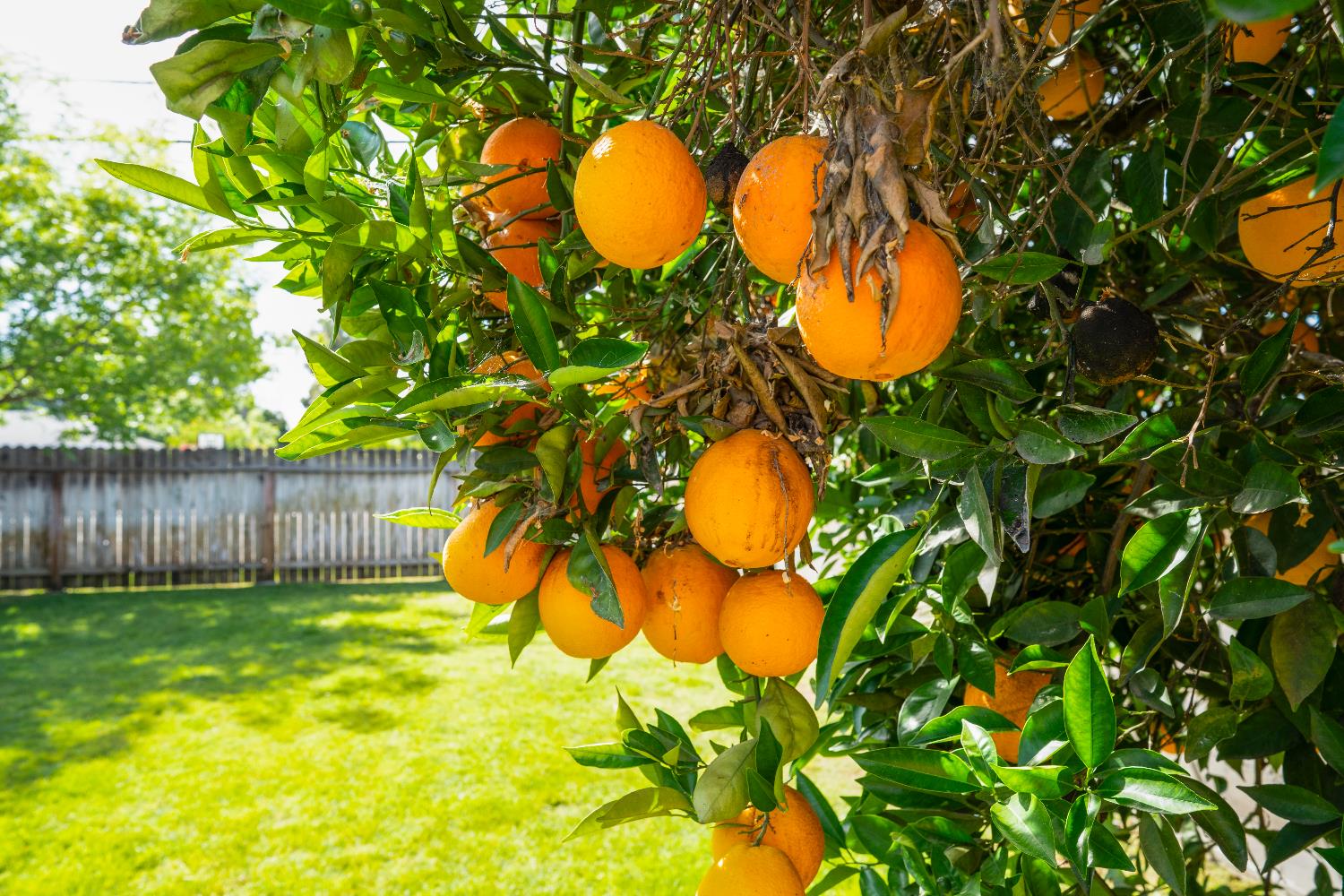 2708 N Maple Ave, Fresno, CA 93703